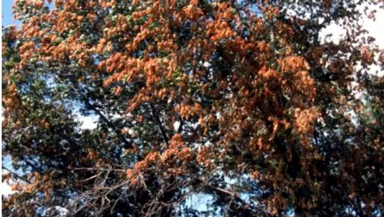 Indiana communities are looking up to trees to reduce the impact felt from climate change