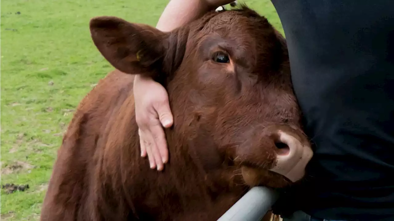 NGO Launches Cow-Cuddling Therapy Center in India