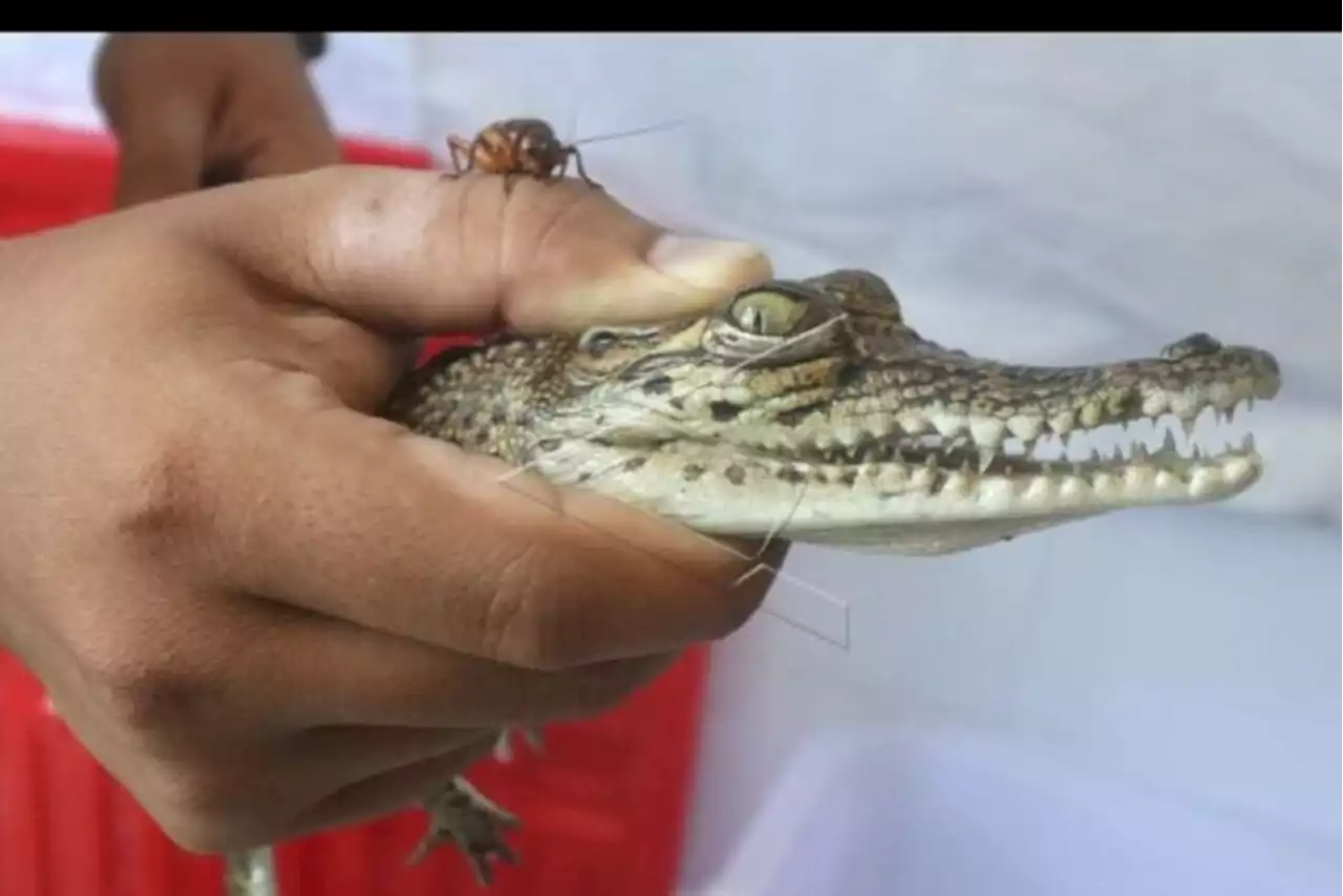 Buaya Muara Dekati Kampung di Kediri, Cari Makan, Warga Geger