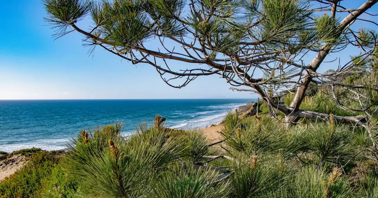 San Diego Botanic Garden to use Indigenous traditions to further understand medicinal properties of native plants