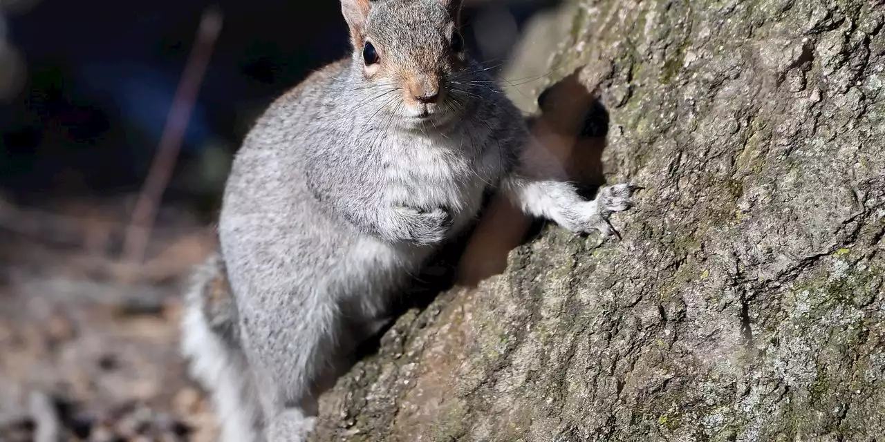 Fund managers squirrel away most cash since COVID outbreak first hit West, survey finds