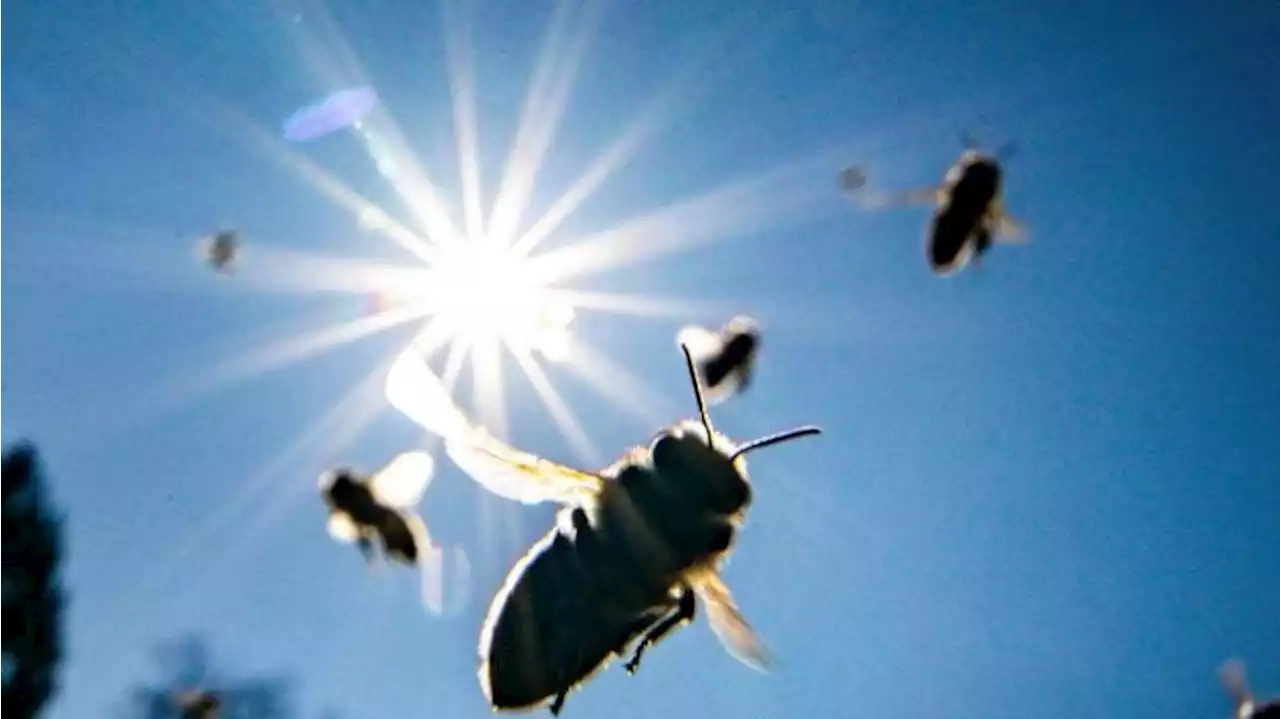 Bienenprojekt: Blühflächen helfen bei Artenschutz in Berlin