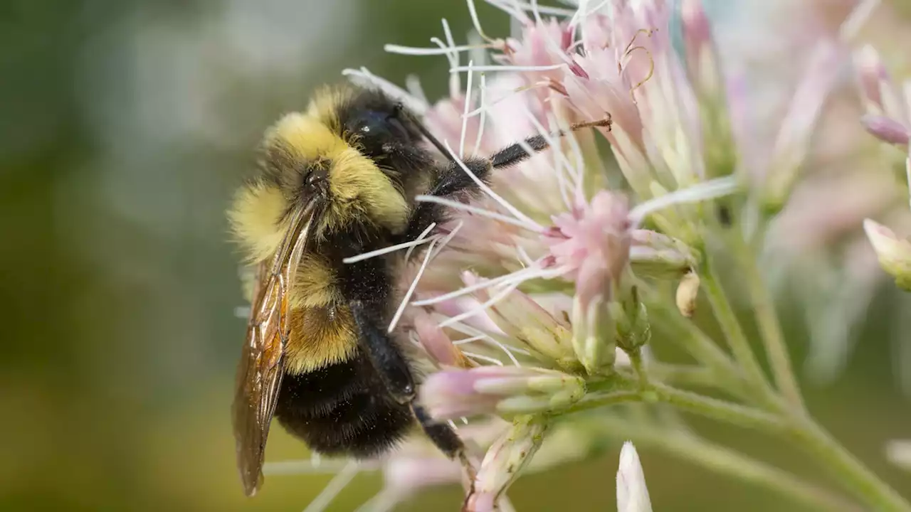 Ancient prairie, home to endangered bees and rare plants, may soon be razed by airport