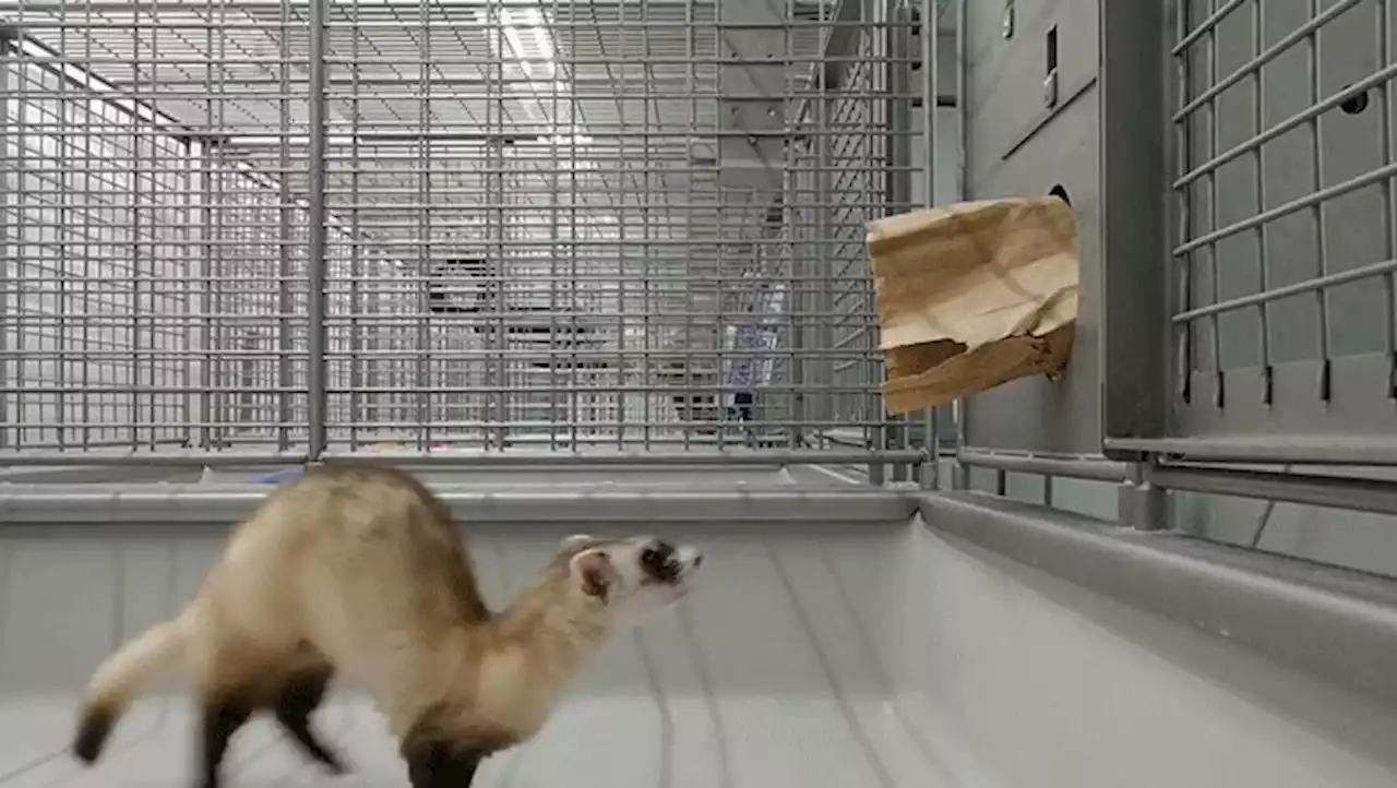 The precious genes of the world’s first cloned ferret could help save her species