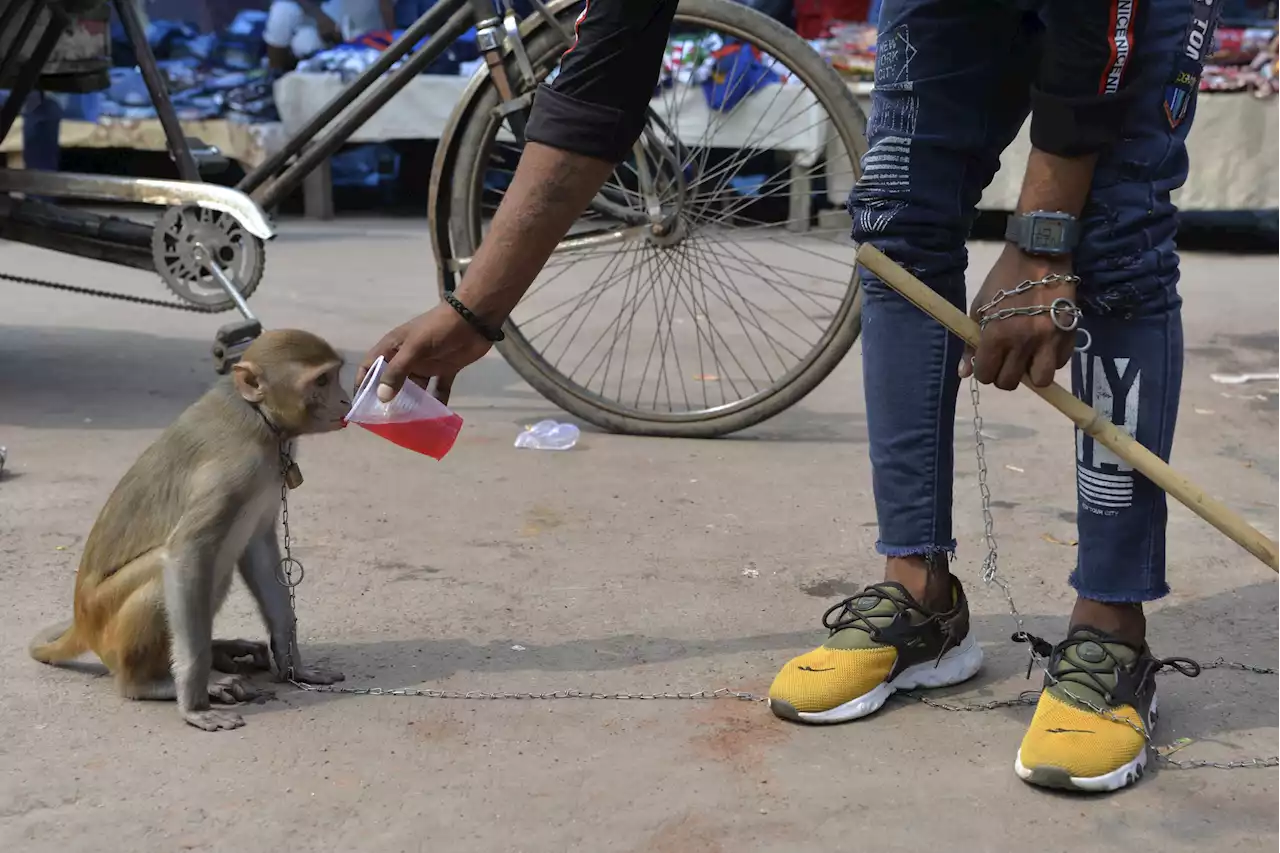 Madelyn Cline shares video of monkey stealing Drew Starkey's rum punch