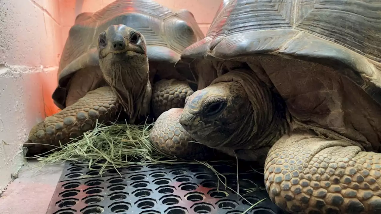 Rescued giant tortoises now living the life in Oakland Zoo