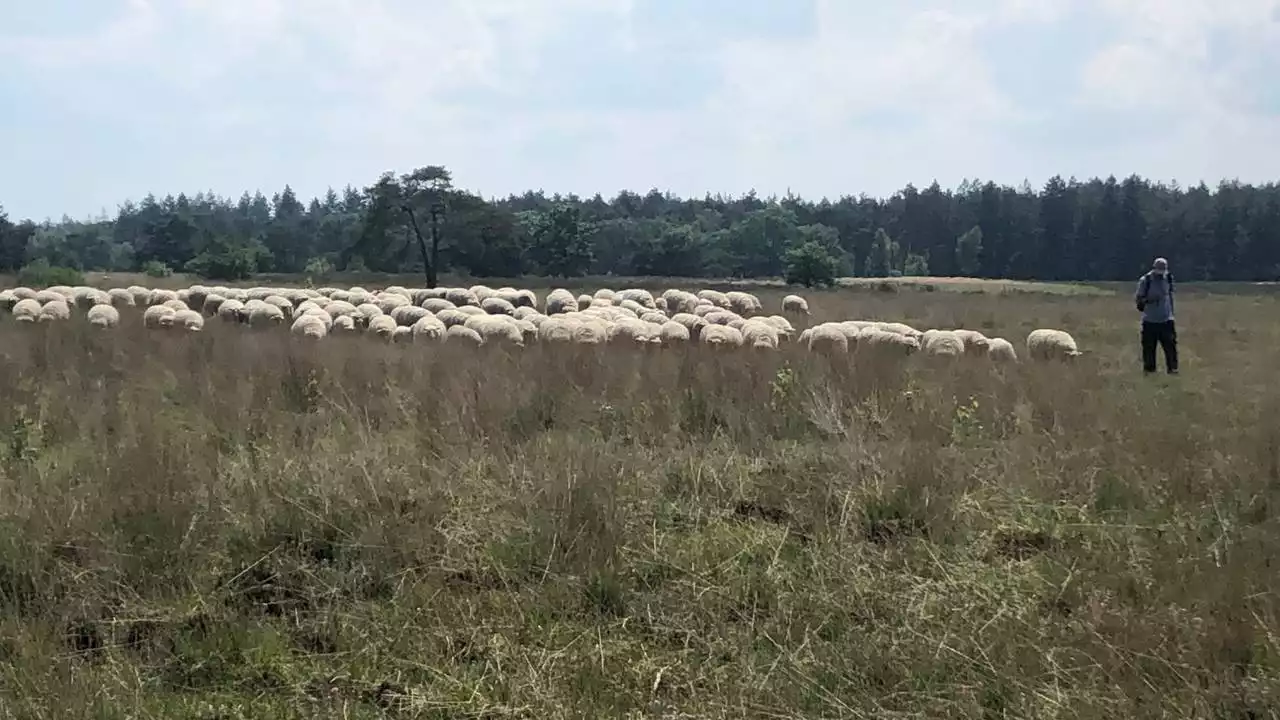 Schapenhouders opgelucht na vertrek van de wolf, maar blijven op hun hoede