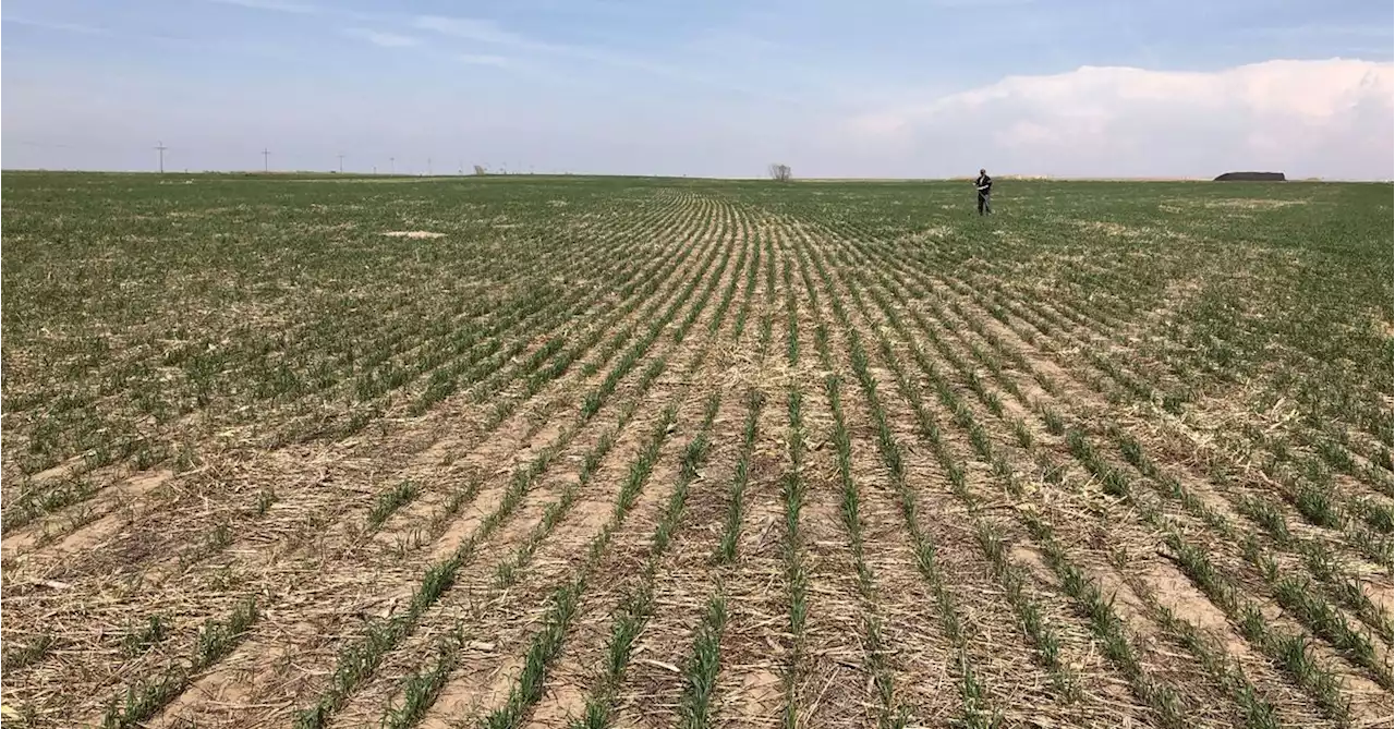 Plains drought to curb U.S. wheat harvest, adding to global supply worries