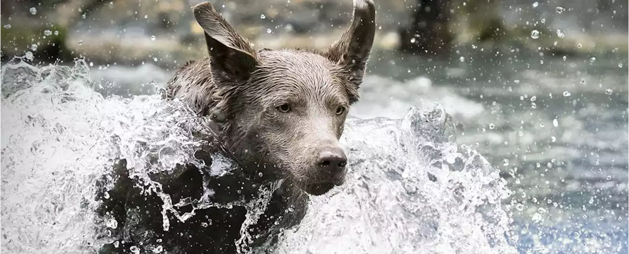 Curious Test Reveals Dogs Have a Stunning Awareness of Themselves