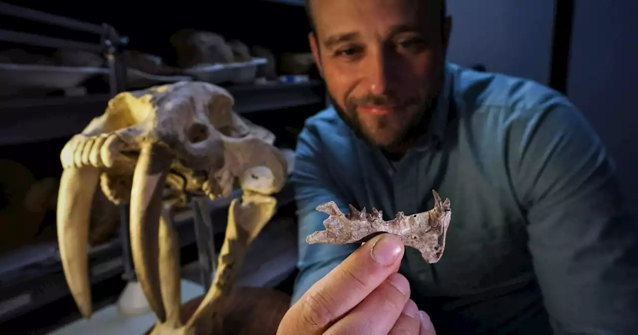 Local paleontologists announce discovery of new San Diego saber-toothed catlike species