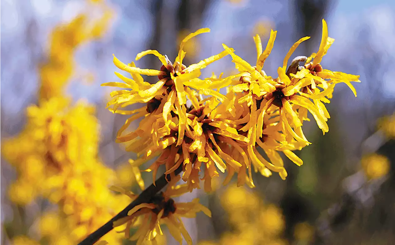 7 Insta-Worthy Parks That Look Amazing in Bloom