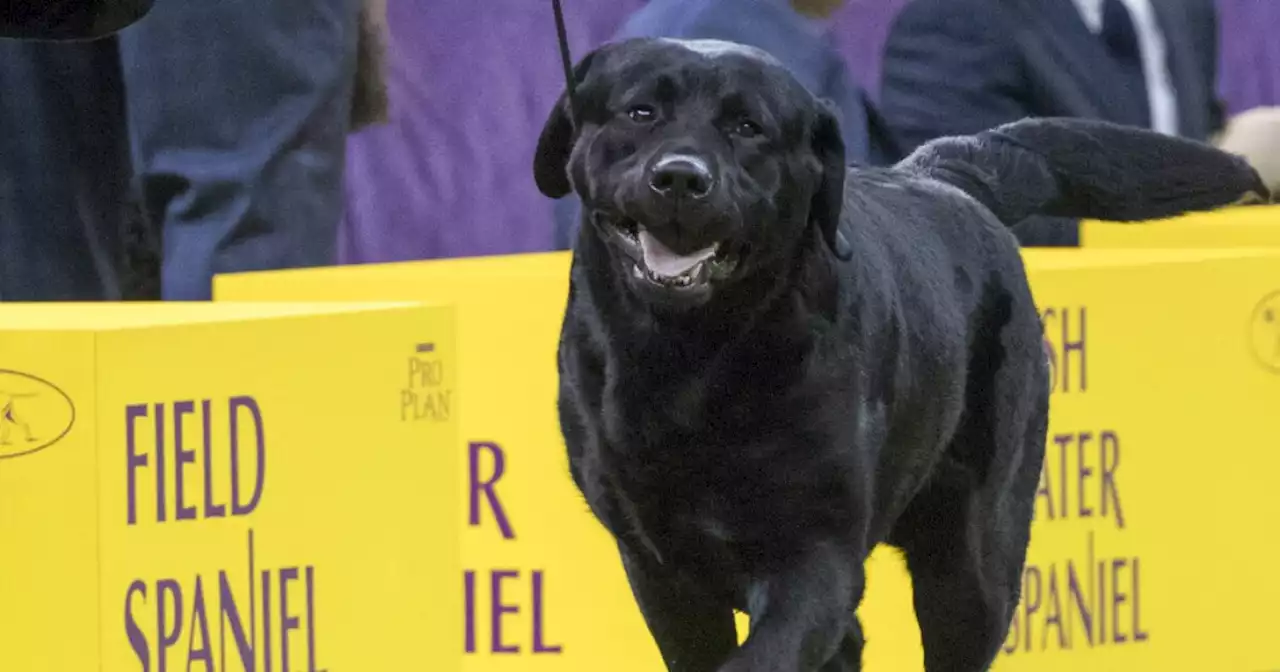 Poodles pop in popularity, but Labs still No. 1 US dog breed