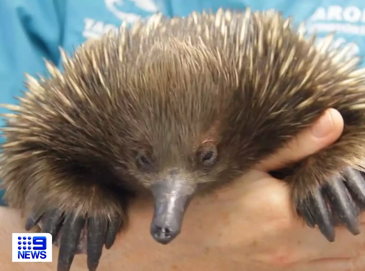 Gerald the echidna's second chance at life after flood ordeal