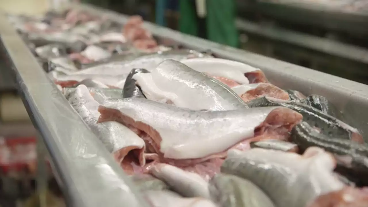 Alaska lawmakers applaud Biden administration ban on Russian seafood imports - Alaska Public Media