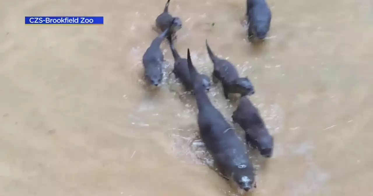 Otter pups explore new habitat at Brookfield Zoo