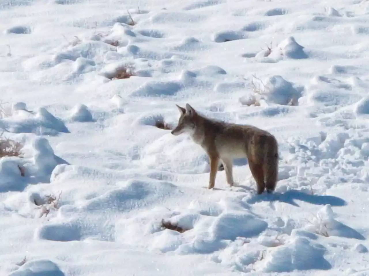 Willoughby Hills police issue reminder after coyote attacks dog: ‘That time of the year again’