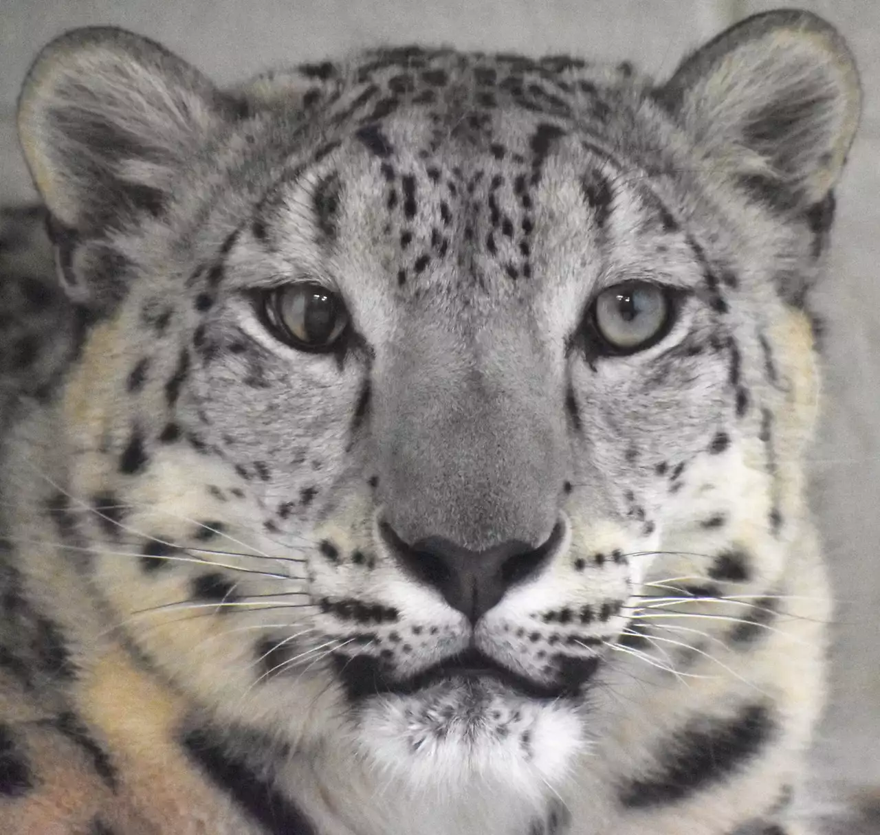 Akron Zoo welcomes new female snow leopard