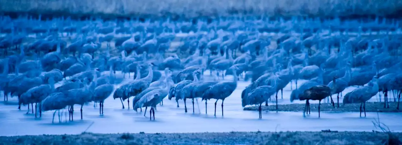 The world’s largest crane migration is just a half-day drive from Denver