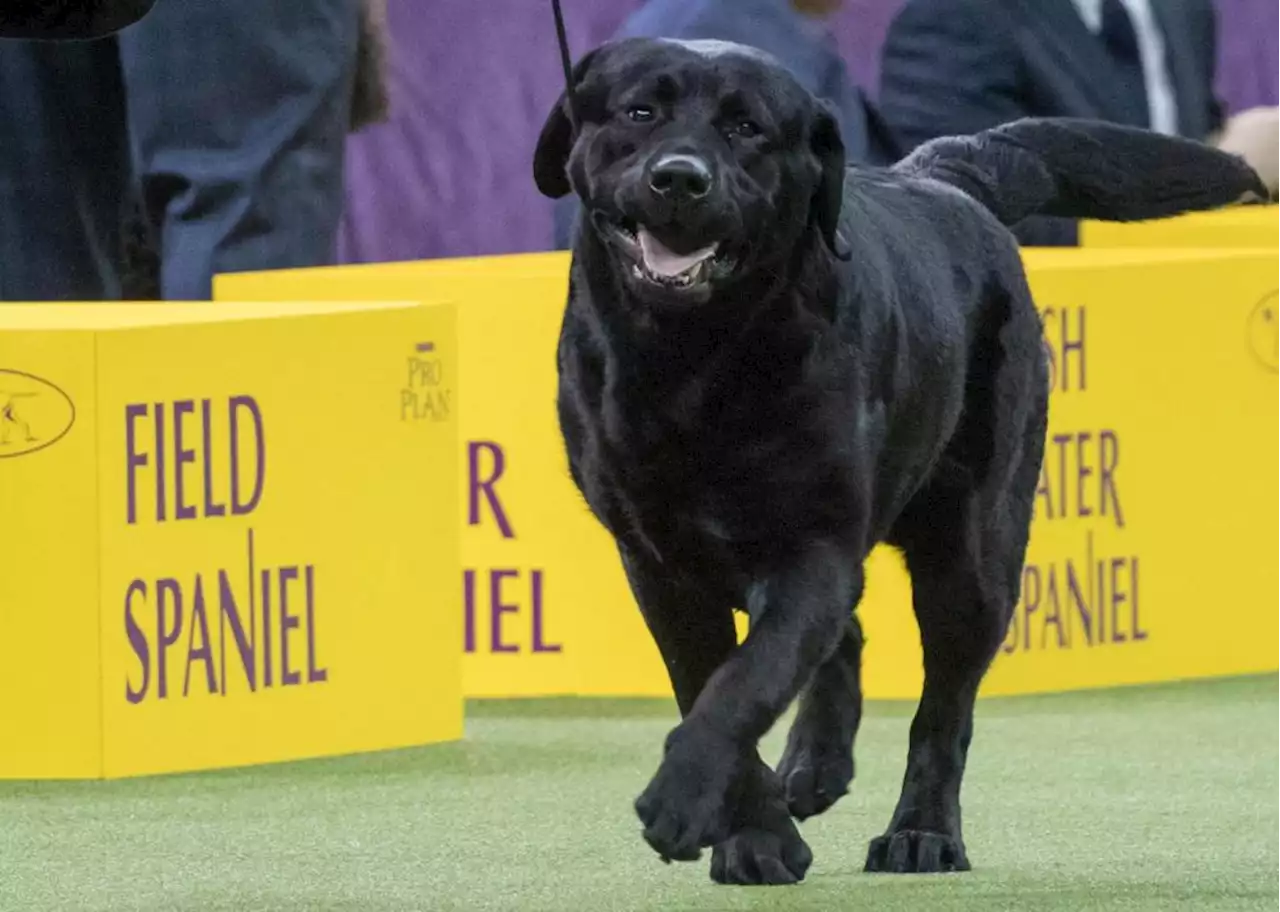 Most popular dog breeds: Poodles pop, but Labrador retrievers still No. 1 in U.S.