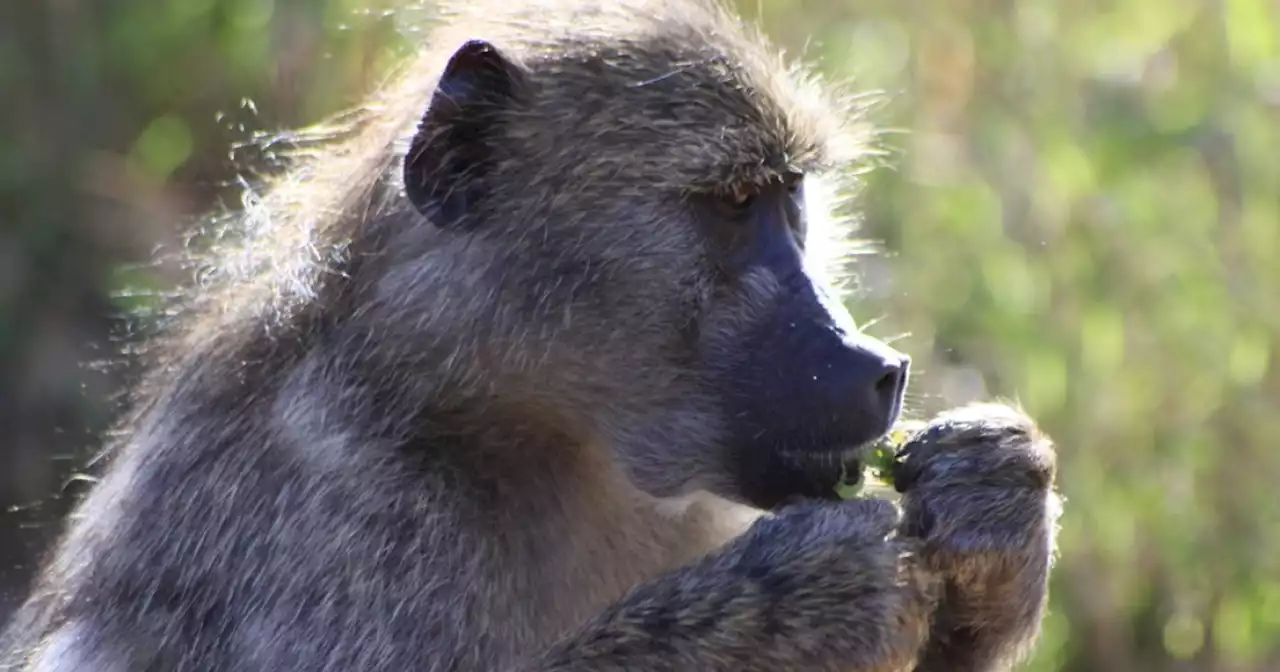 What GPS trackers revealed about Cape Town’s baboon troop movements