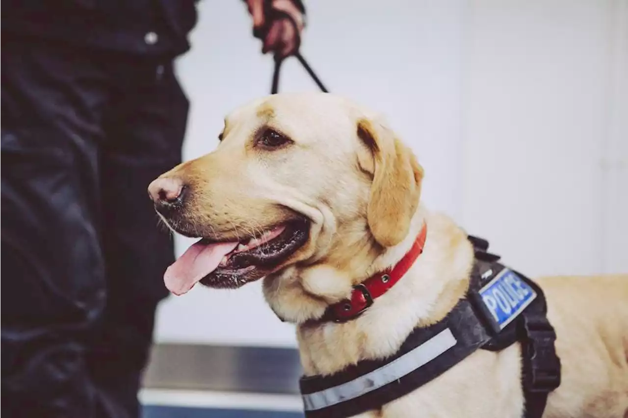 Auburn University Awarded $24 Million To Train Counterterrorism Dogs