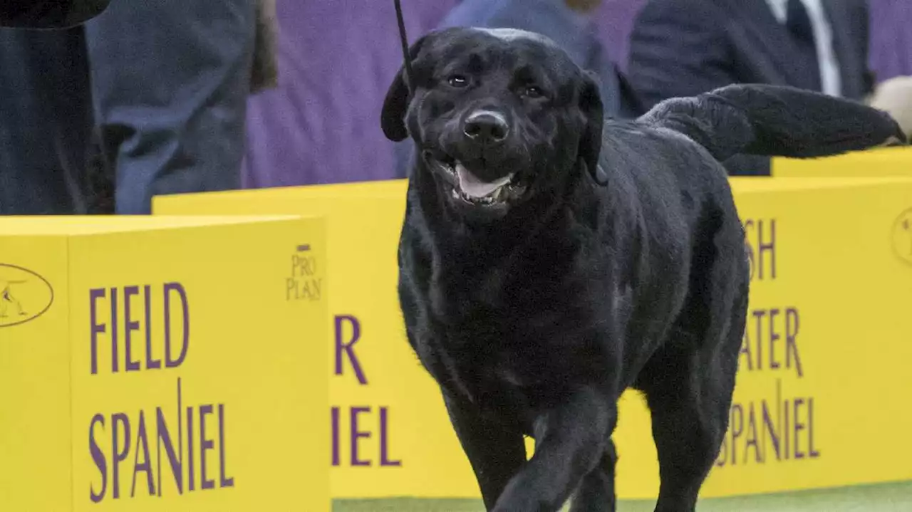 Poodles pop in popularity, but Labs still No. 1 US dog breed