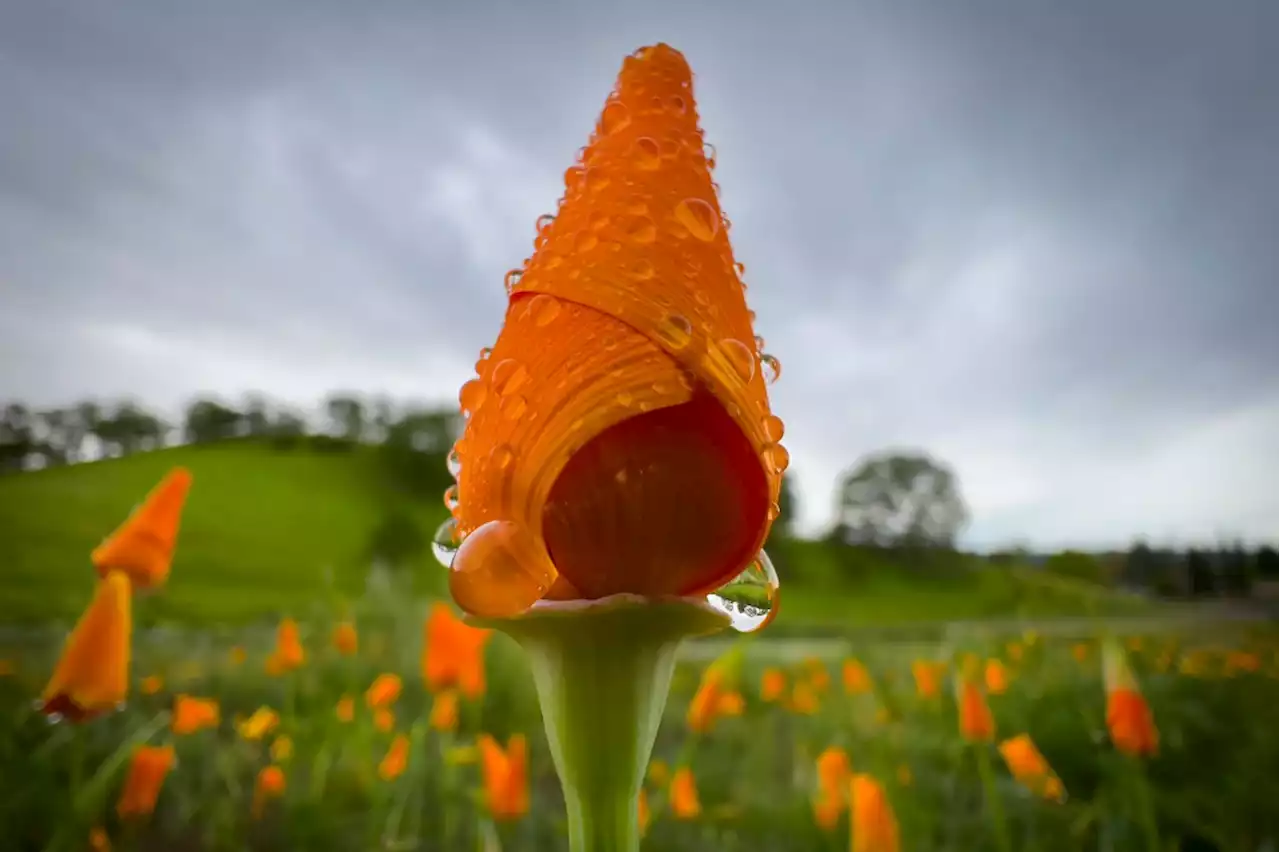 Rain arrives in the Bay Area, with another storm to come this weekend