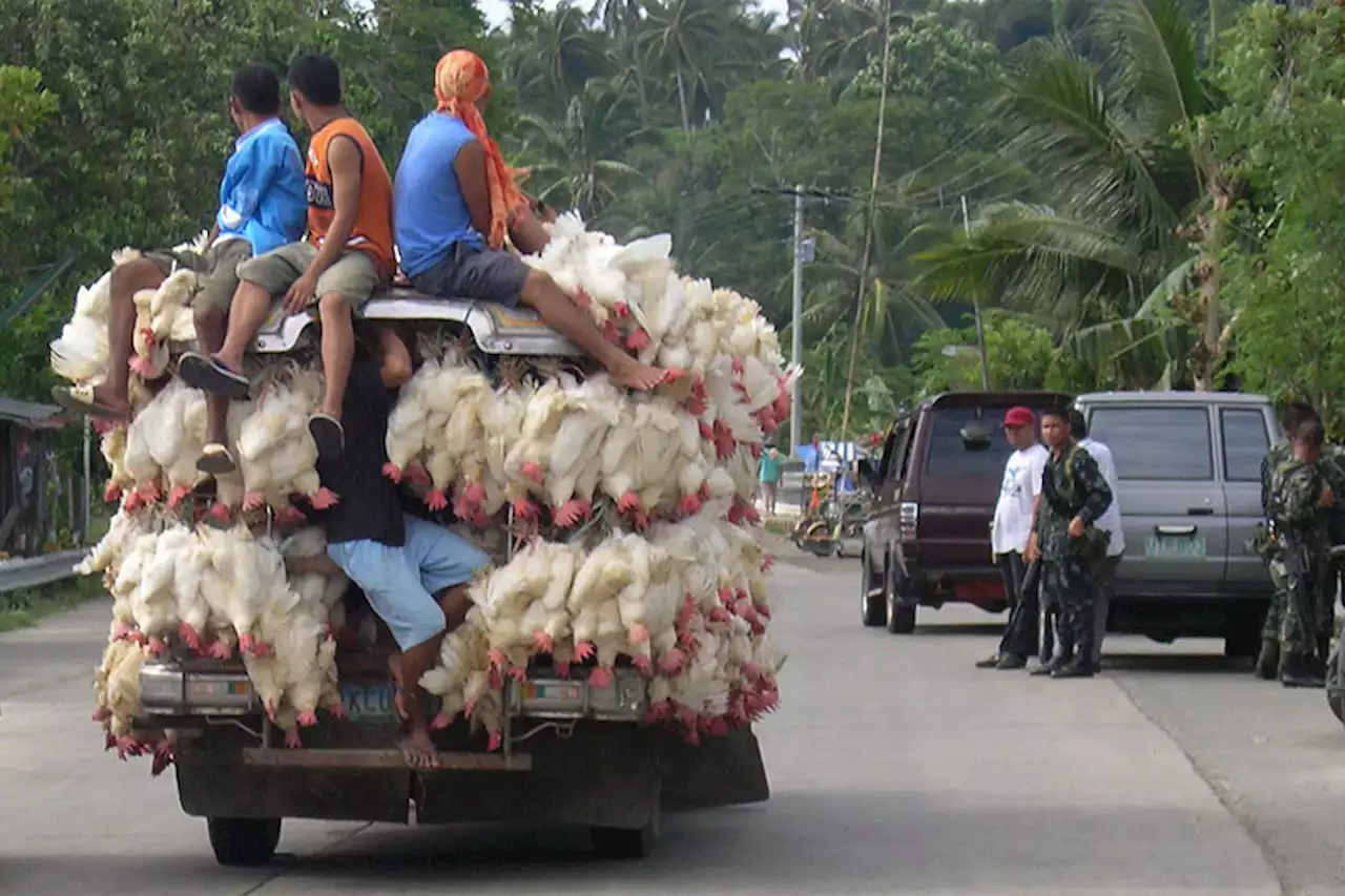 S. Cotabato bans entry of fowls, wild birds in campaign vs avian influenza