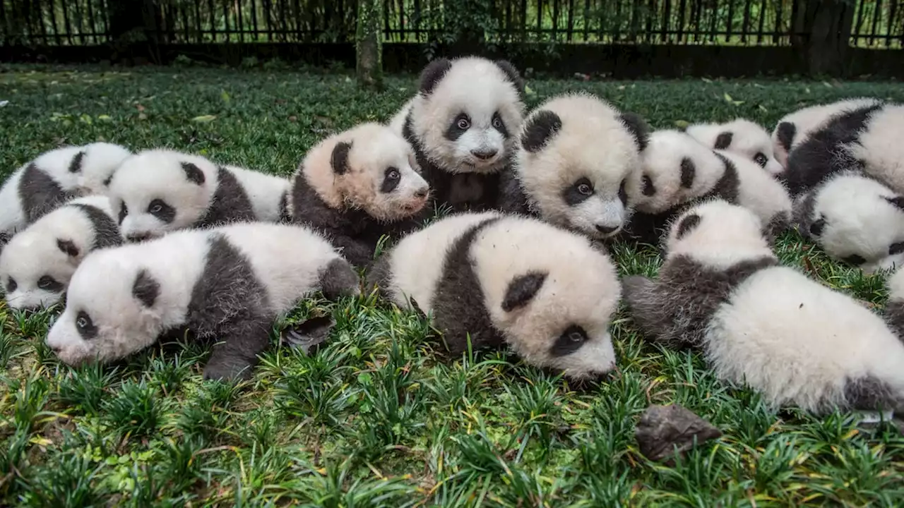 A Behind-The-Scenes Look At Photographing Pandas