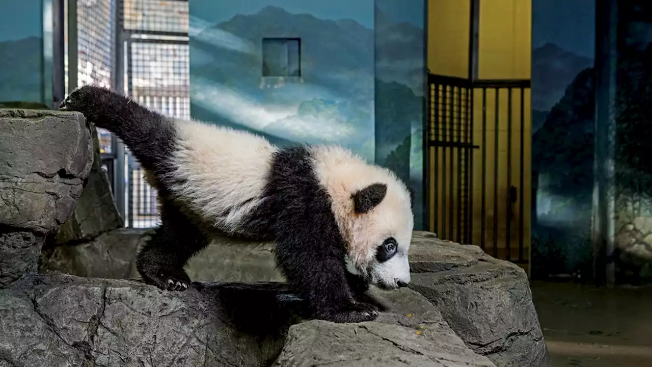 Popsicles and belly rubs: The joys of watching a panda grow up