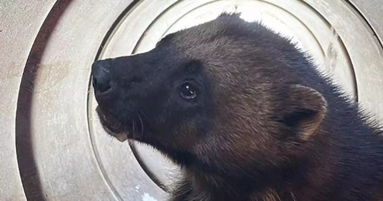 Rare wolverine captured in Utah is 'once-in-a-lifetime' find for researchers