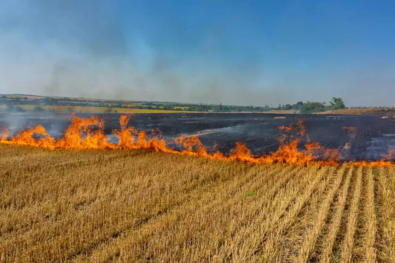 SA farmers in Ukraine struggle to make ends meet as tanks flatten crops