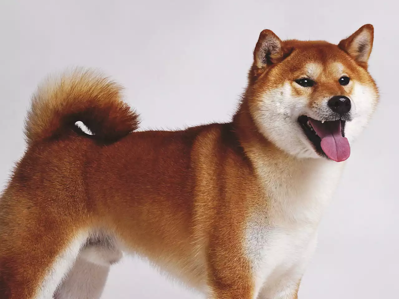 Another 50 Billion SHIB Grabbed by Top ETH Whale, Shiba Inu Ranks Third Largest Held: Details