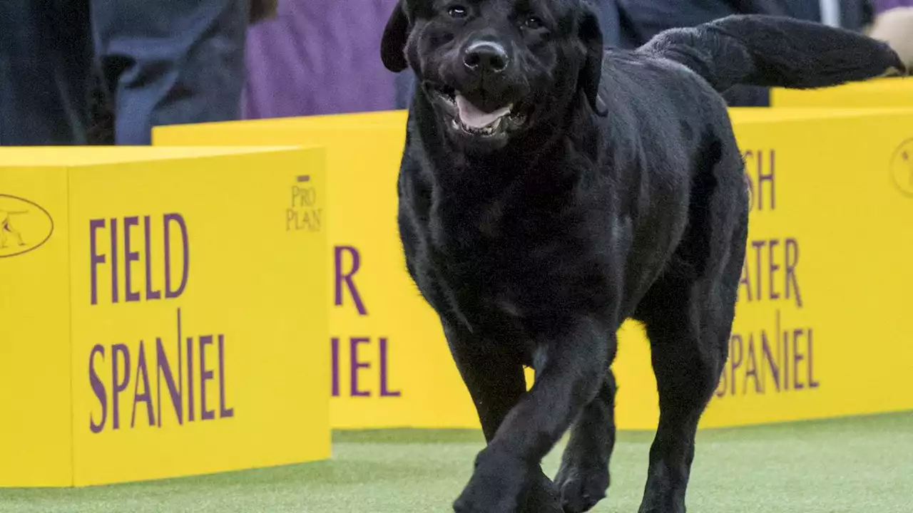 Poodles pop in popularity, but Labs still No. 1 US dog breed