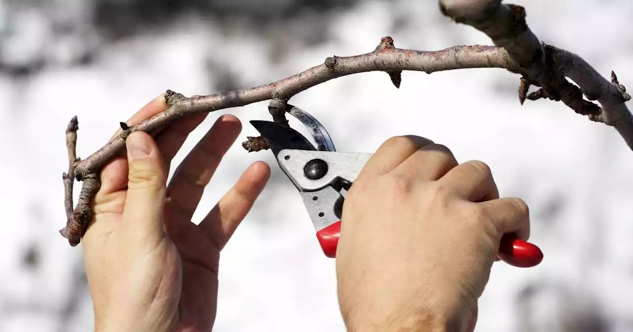 With good timing and technique, pruning will help your plants flourish