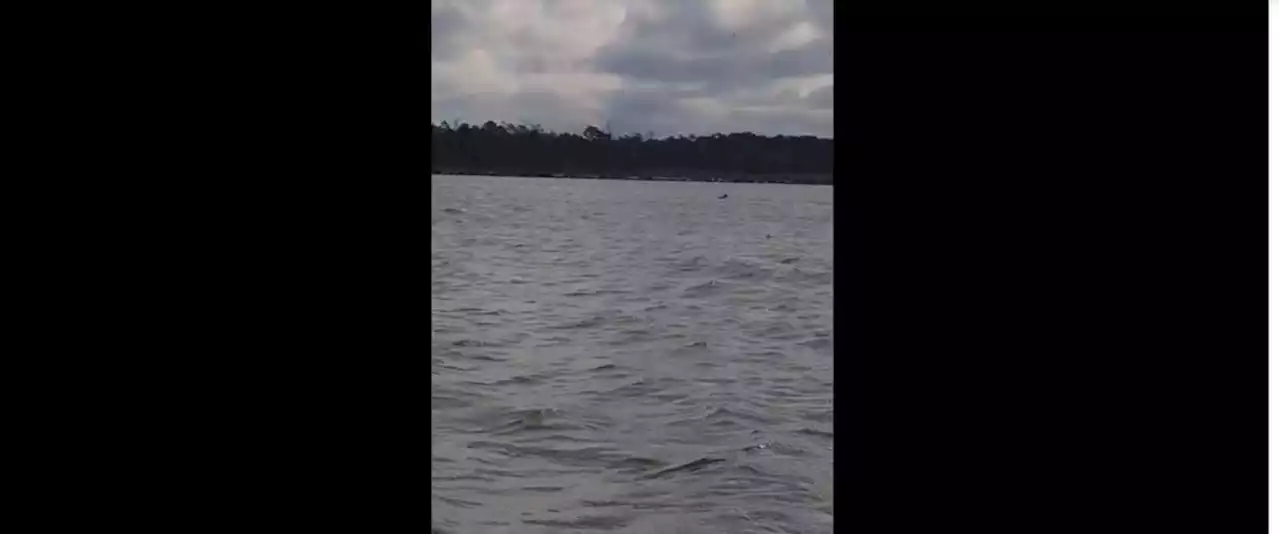 Watch a deer swimming in Alabama’s Gulf Coast: ‘Where it was going ... nobody knows!’