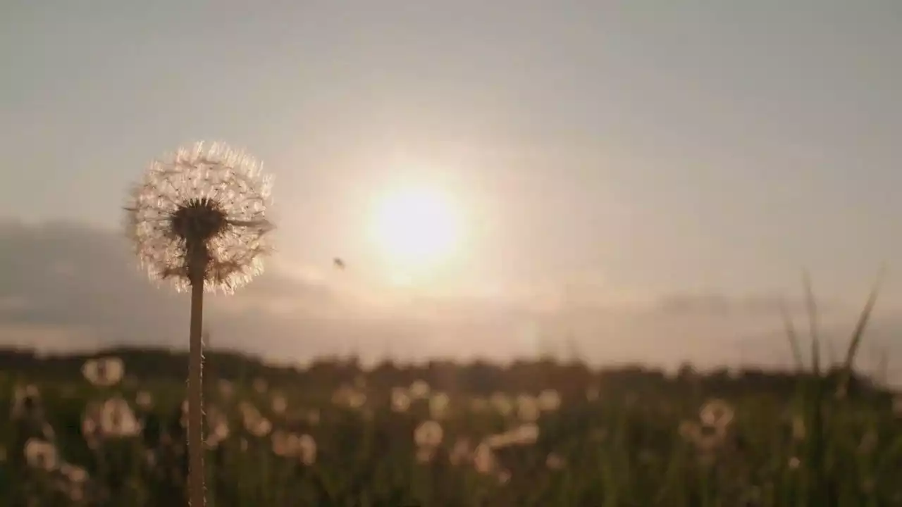 Wireless Sensors: Tiny Battery-Free Devices Float in the Wind like Dandelion Seeds