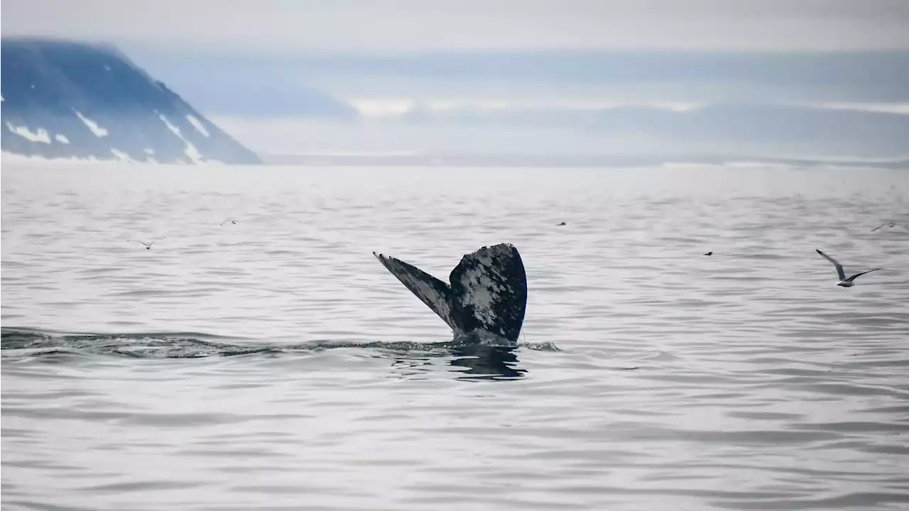 Once nearly extinct, resilient gray whales are again dying. But there’s hope.