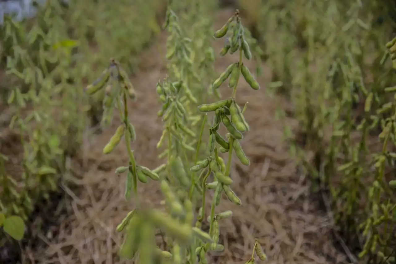 Business Maverick: Fertilizer Sanctions Split Farm Superpowers as Food Prices Surge