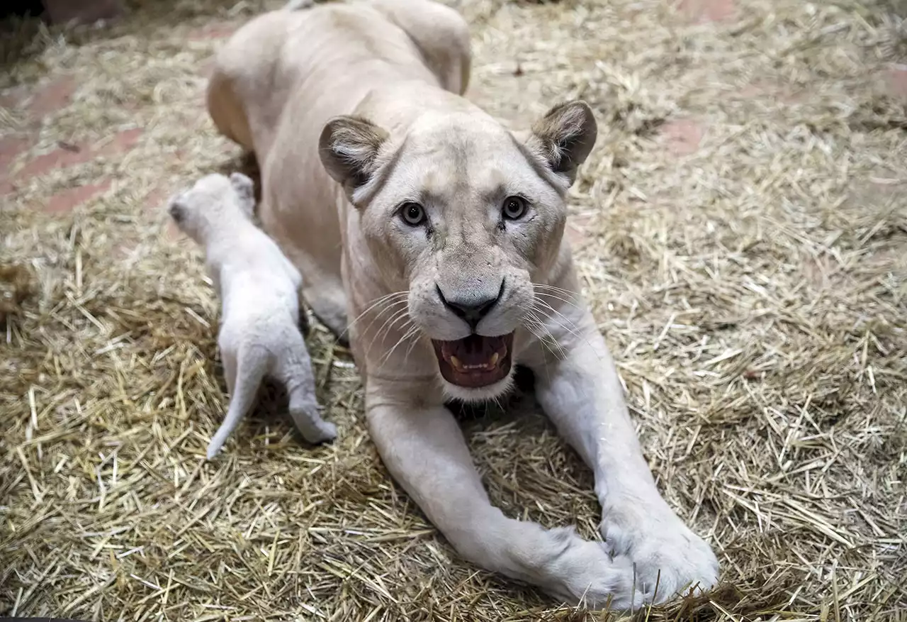 Ukraine zookeeper fears hundreds of animals will die without more food, fuel: 'Dying of cold and hunger'