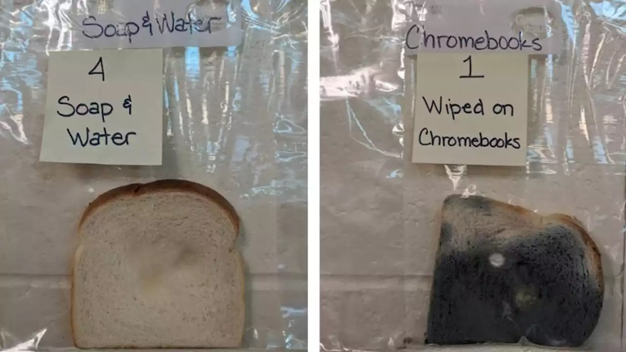 White Bread Mold Experiment Teaches the Importance of Washing Hands