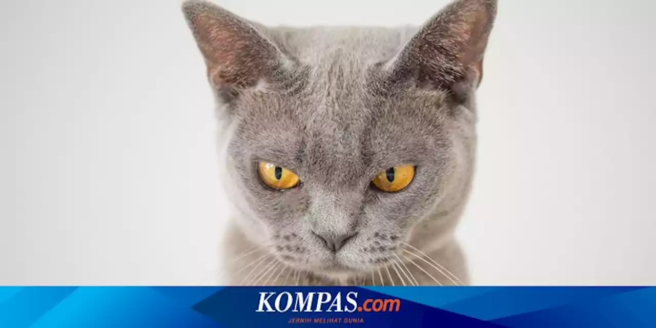 Mengapa Kucing Mendesis dan Cara Mengatasinya