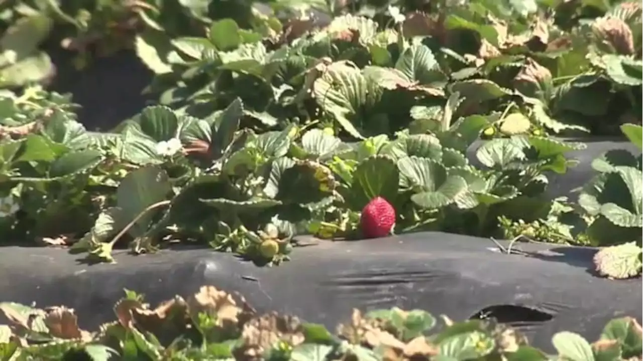 Pleasanton strawberry grower believes year-round daylight saving time would yield sweeter results