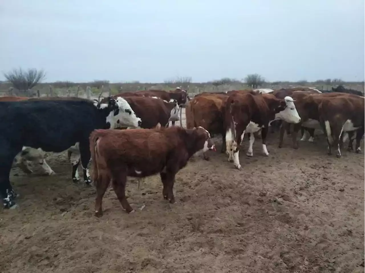 Alerta en la provincia de Buenos Aires por la presencia de garrapata en hacienda que llegó de Corrientes