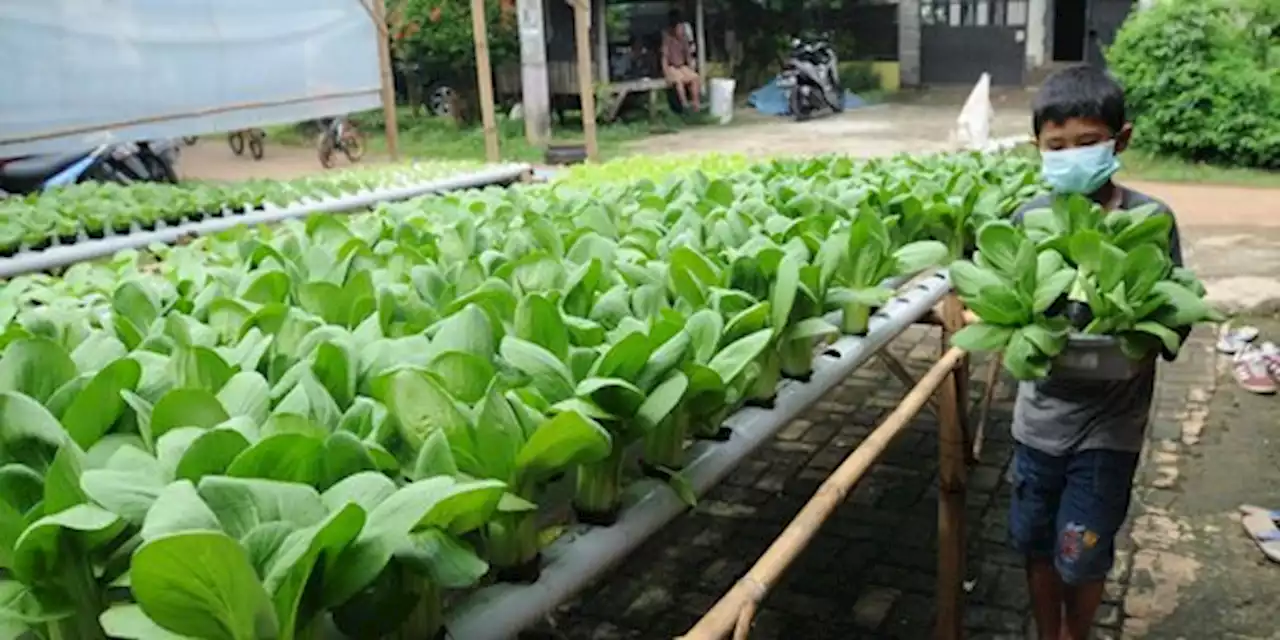 Pemprov DKI Targetkan Penuhi Lima Persen Kebutuhan Sayur dan Buah pada 2030 | merdeka.com