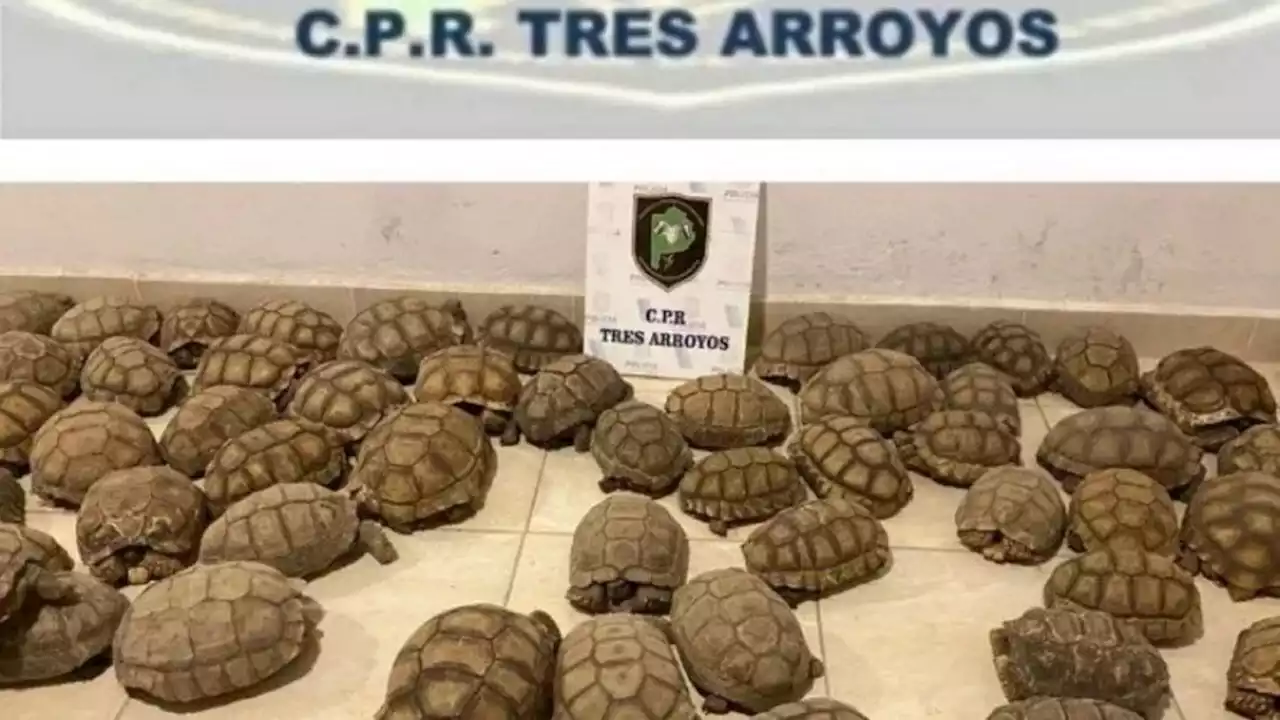 Tres Arroyos: rescatan más de 140 tortugas en estado de hacinamiento en un galpón