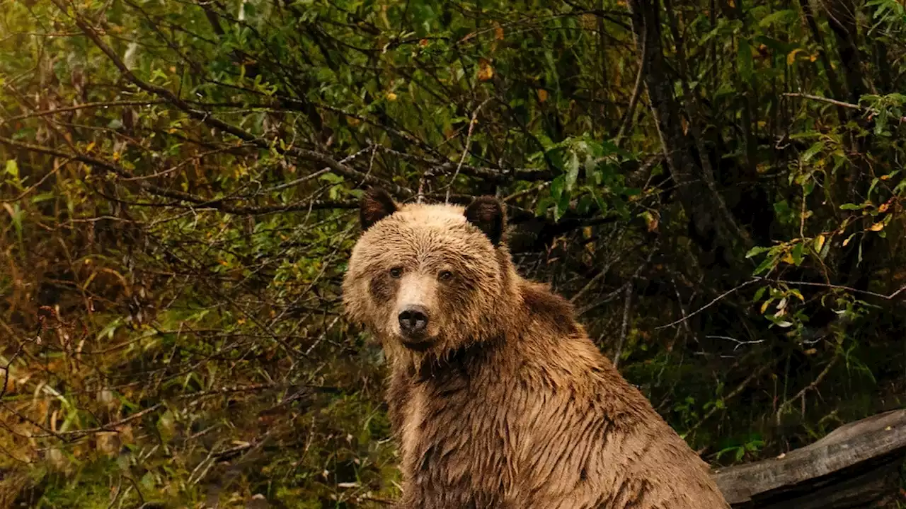 Indigenous conservation could mean richer wildlife tourism in Canada