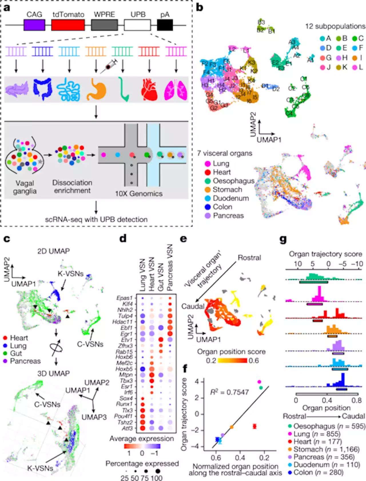 A multidimensional coding architecture of the vagal interoceptive system - Nature