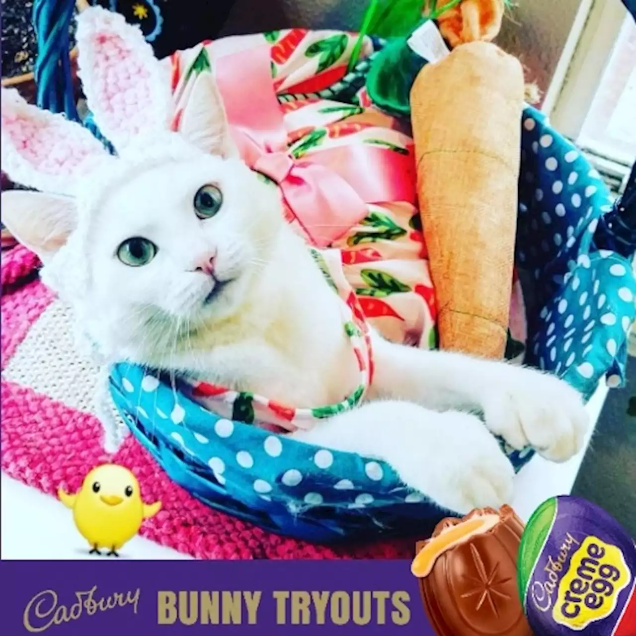 Denton Cat in Top 10 Running for the Next Cadbury Bunny