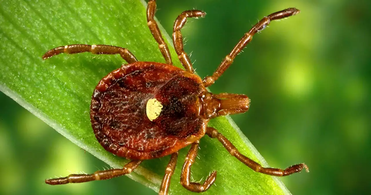 Lone star tick linked to dangerous virus in people now found in at least 6 states